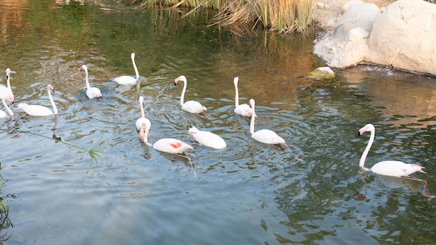 Flamingos no rio