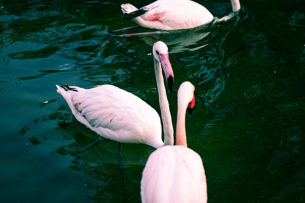 Flamingos no rio