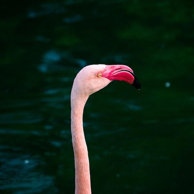 Flamingos no rio