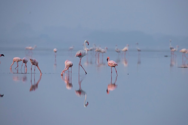 Foto flamingos oder flamingos auf dem see auf der suche nach nahrung