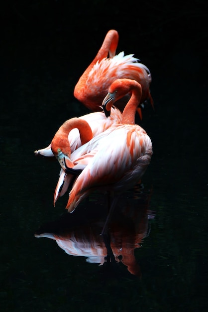 Flamingos en la orilla del lago