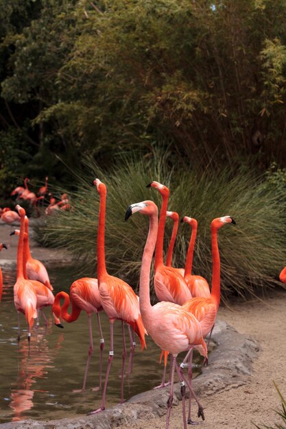 Foto flamingos en la orilla del lago