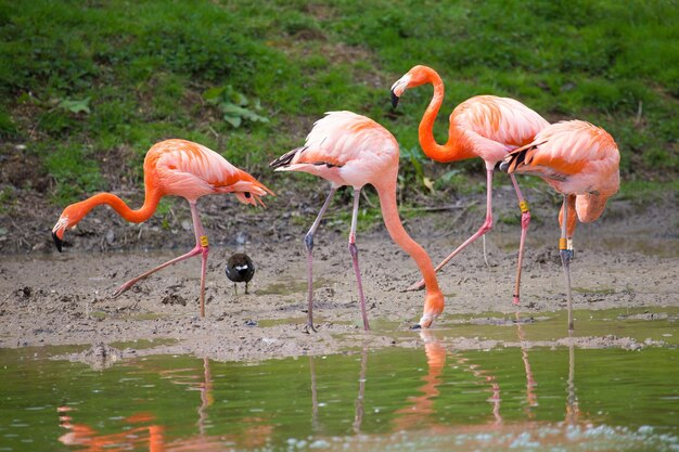 Flamingos en la orilla del lago