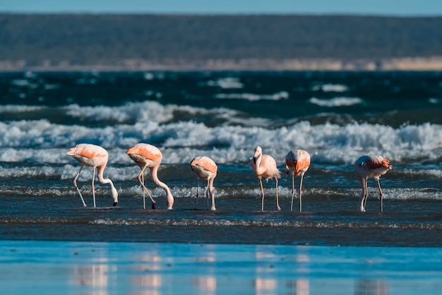 Flamingos en el paisaje marino de la Patagonia Argentina