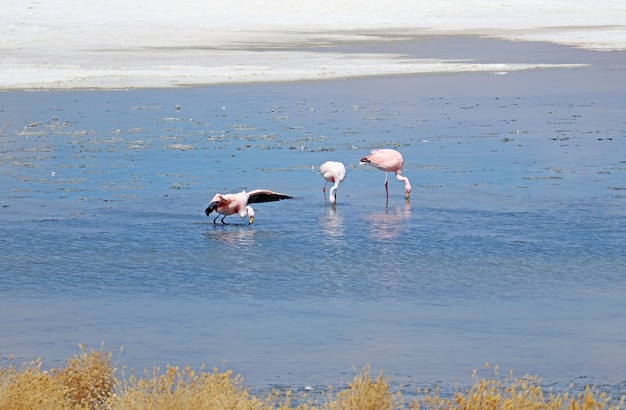 Flamingos pastando em águas salinas rasas do lago Laguna Hedionda, Bolívia