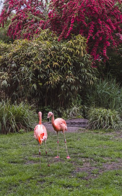 Foto flamingos perto de árvores foto