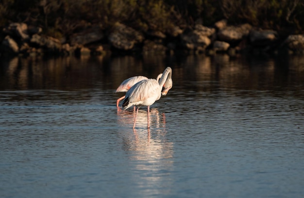 Flamingos pflegen sich an einem See auf Mallorca