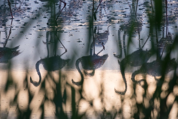 Foto flamingos reflektieren bei sonnenuntergang auf dem see