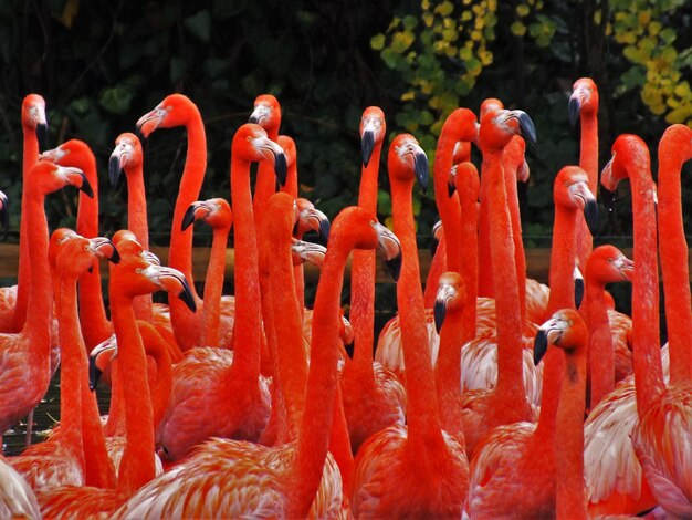 Foto flamingos rojos en el bosque