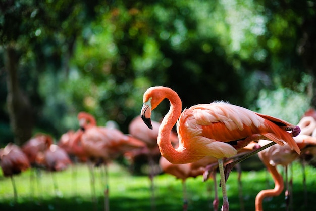 Flamingos rosa contra espaço verde