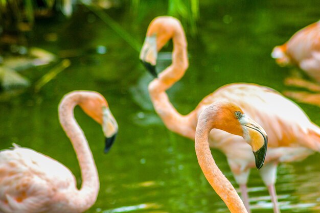 Flamingos rosa empoleirados em um lago na república dominicana