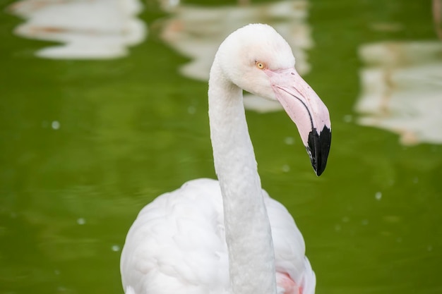 Flamingos ruhen am Ufer eines Teiches