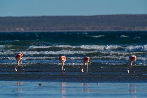 Flamingos se alimentando em uma praiaPenínsula Valdés Patagônia Argentina
