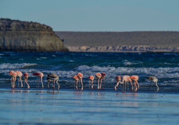 Flamingos se alimentando em uma praiaPenínsula Valdés Patagônia Argentina