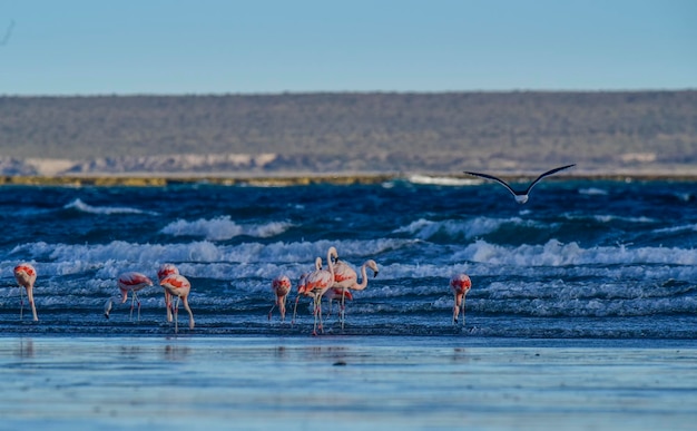 Flamingos se alimentando em uma praiaPenínsula Valdés Patagônia Argentina