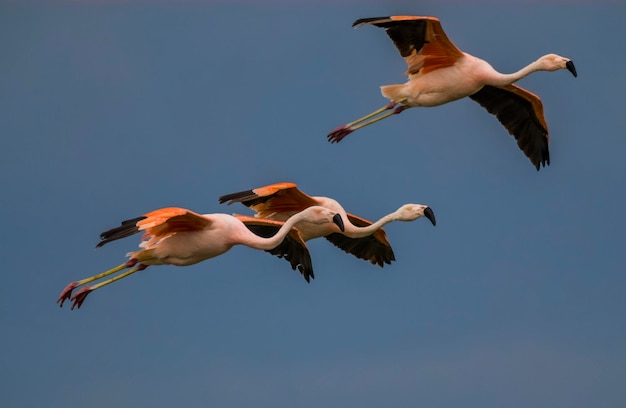 Flamingos strömen im Flug Provinz La Pampa Patagonien Argentinien