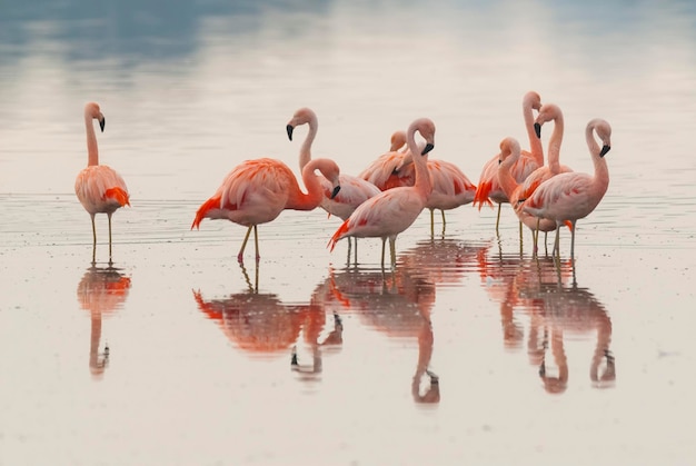 Flamingos strömen in eine salzige Lagune Provinz La Pampa Patagonien Argentinien