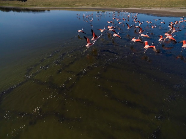 Flamingos strömen in einer Lagunenumgebung Patagonien Argentinien