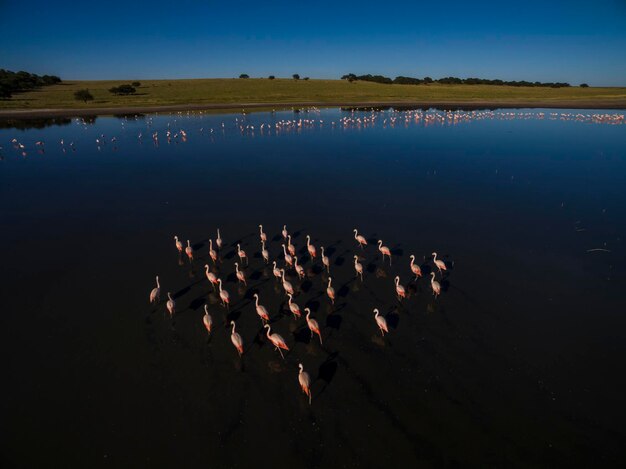 Flamingos strömen in Pampas Saline Luftbild La Pampa Provinz Patagonien Argentinien