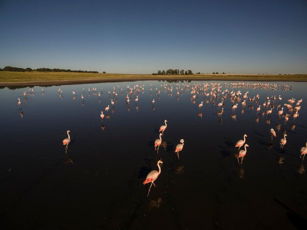 Flamingos strömen in Pampas Saline Luftbild La Pampa Provinz Patagonien Argentinien