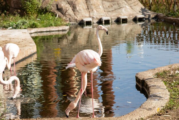 Flamingos trinken Wasser im Herbst im Teich