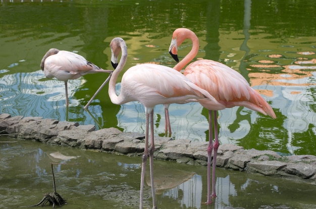 flamingos