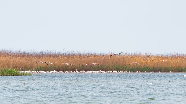 Flamingosschwarm auf dem See