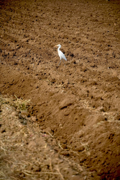 Flamingovögel, die auf dem Gebiet der Landwirtschaft stehen.