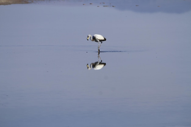 Flaminogs en Salar de Atama Chile