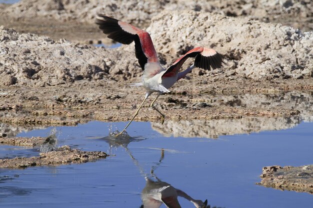 Flaminogs en Salar de Atama Chile