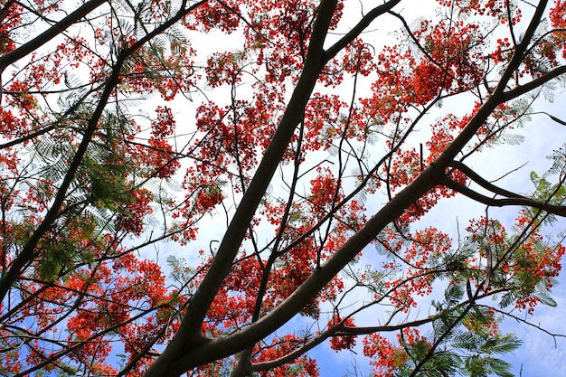 Flammenbaum Blüte der Blume (Poinciana) auf Hintergrund des blauen Himmels