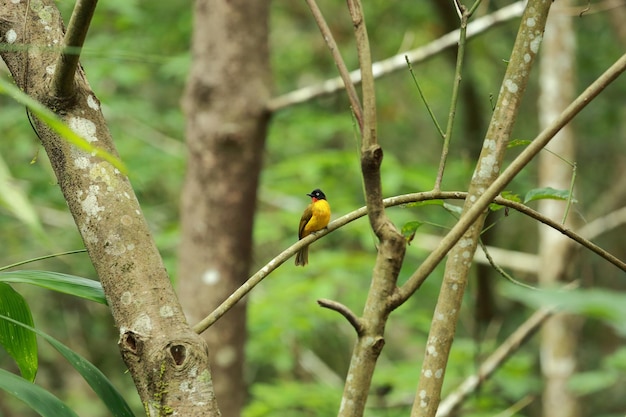 Flammenkehliger Bulbul-Vogel