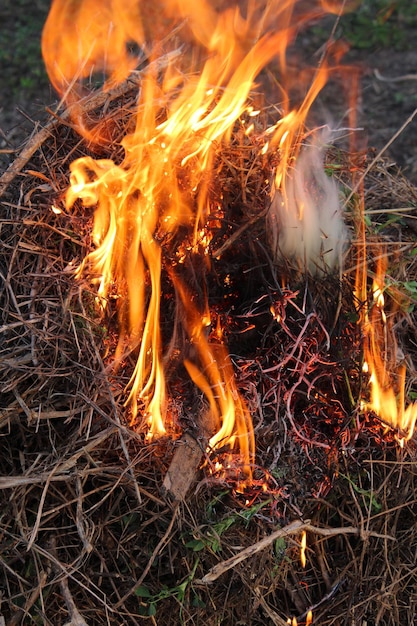 Foto flammenkörper, der sich in einem wald entzündet