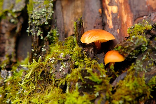 Flammulina velutipes um cogumelo comestível no ambiente natural mel agaric inverno