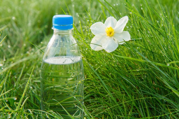 Flasche Mineralwasser und weiße Narzissenblüte im grünen Gras mit Tautropfen am frühen Morgen.