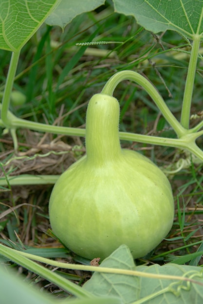 Flaschenkürbis oder Kalebassenkürbis auf dem Boden im Garten