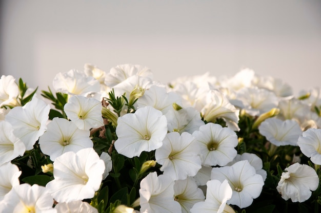 Flash Forward weiße Petunia Syngenta Blüten.