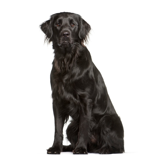 Flat coated retriever sitzt vor weißer fläche