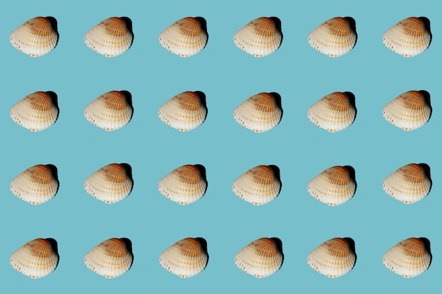 Foto flat lay wallpaper hintergrundbild von küstenmuscheln auf blauem hintergrund