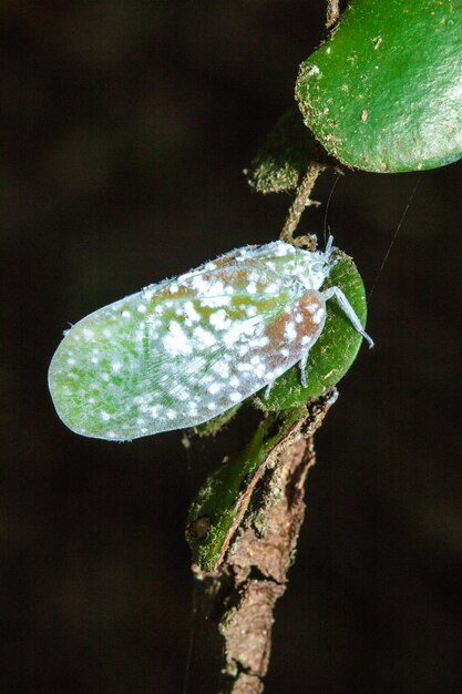 Flatid Planthopper oder Moth Bugs Keilförmige Zikaden sind kleine Insekten auf einem Baum