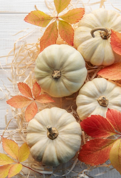 Flatlay de acción de gracias o cosecha con calabazas