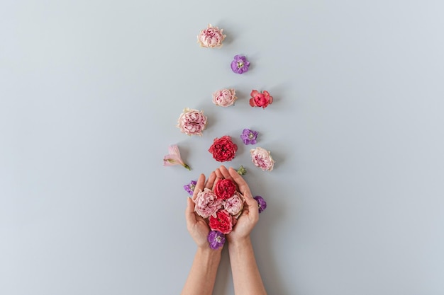 Flatlay aus roten und rosa Rosen Blumen in Frauenhand auf blauem Hintergrund Flache Ansicht von oben minimalistische Blumenkomposition Valentinstag Muttertagskonzept