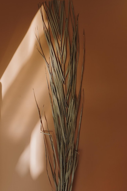 Flatlay aus trockenem Palmblatt auf orangefarbenem Hintergrund mit weichen, verschwommenen Sonnenlichtschatten. Ästhetische, böhmische, minimale Draufsicht, flache Blumenkomposition mit Kopierraum und Sonnenlichttönen, Pariser Atmosphäre
