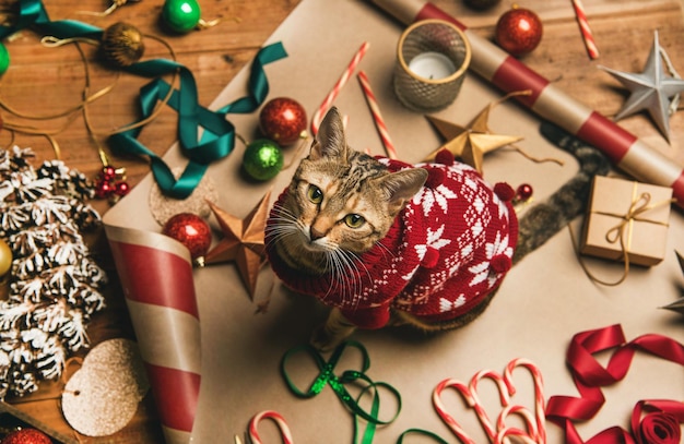 Flatlay de decorações de Natal e gato com suéter vermelho de inverno