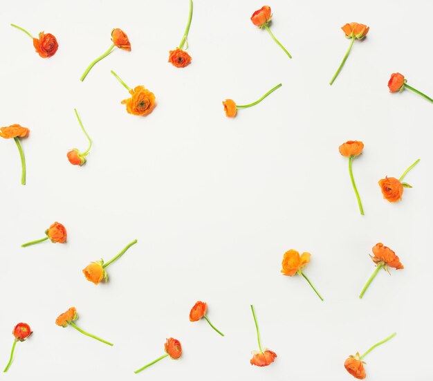 Flatlay de flores de botão de ouro laranja sobre espaço de cópia de fundo branco