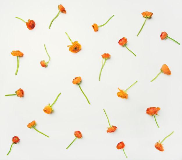 Flatlay de ranúnculo naranja flores sobre fondo blanco composición horizontal