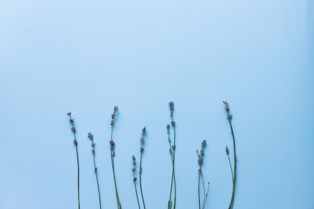 Flatlay trockener Lavendel auf blauem Hintergrund