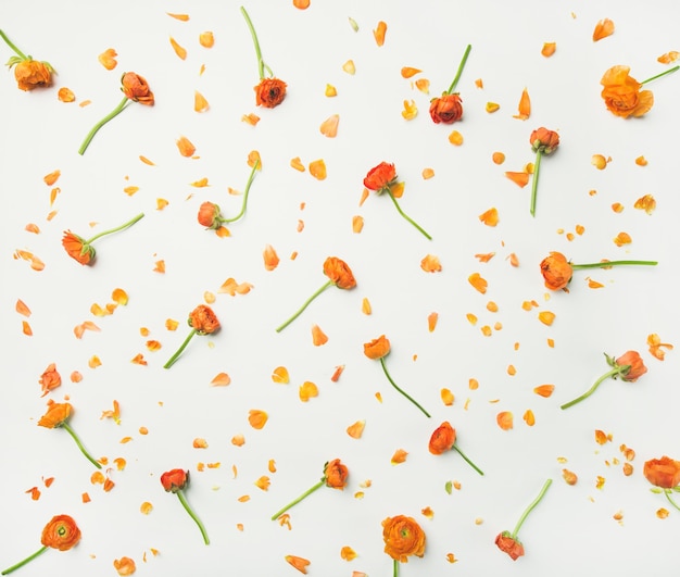 Flatlay von orangefarbenen Butterblumenblumen über Draufsicht des weißen Hintergrundes