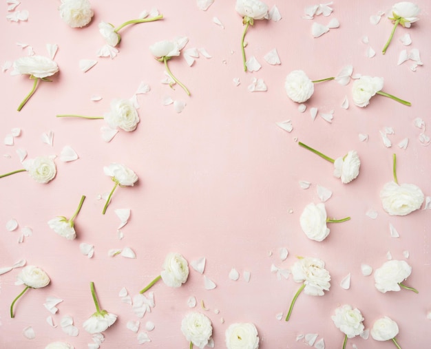 Flatlay von weißen Ranunkeln blüht über rosa Hintergrundkopienraum