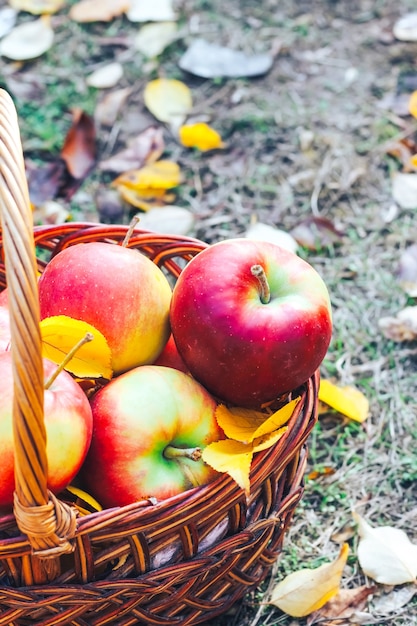 Flatley de otoño. Manzanas con hojas amarillas en una canasta ecológica de mimbre.